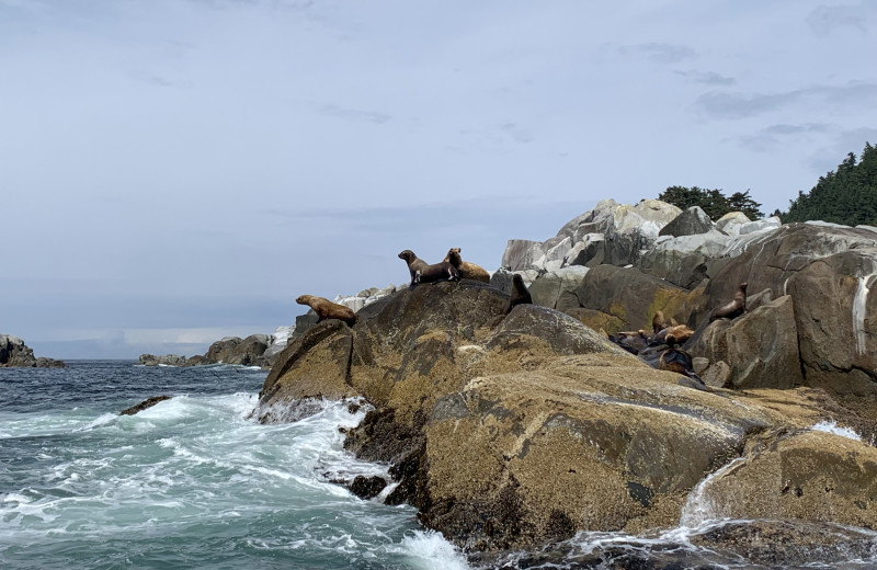 Sea lions at Screamin' Reels Lodge.