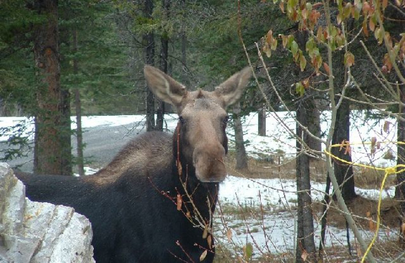 Moose at Cheechako Cabins.