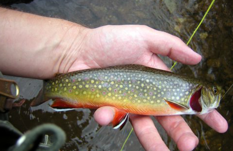 Trout fishing at Harmels Ranch Resort.