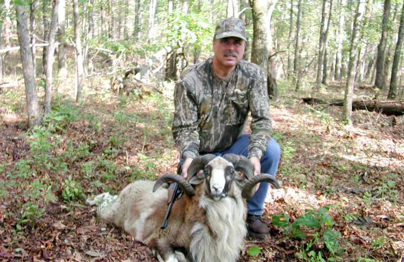 Corsican Ram hunting at Caryonah Hunting Lodge.