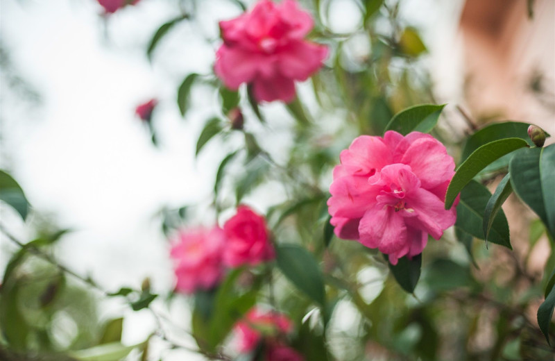 Camellias at Camellia Inn.