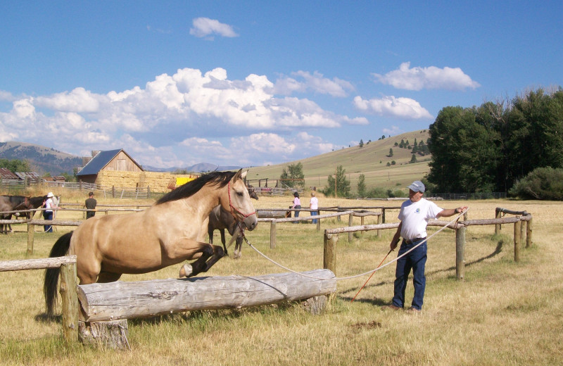 Horse jumping fence at Rocking Z Ranch.