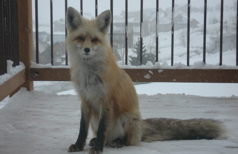 Curious little fox stopped by for dinner. 