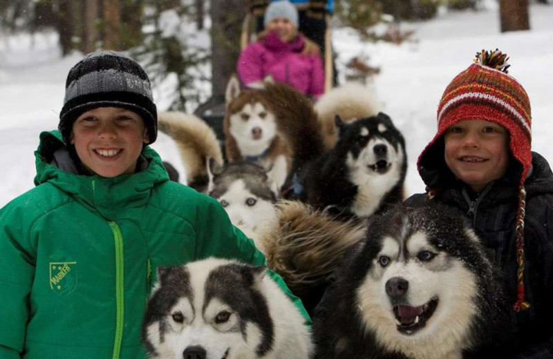 Dog sled at Grand Colorado on Peak 8.