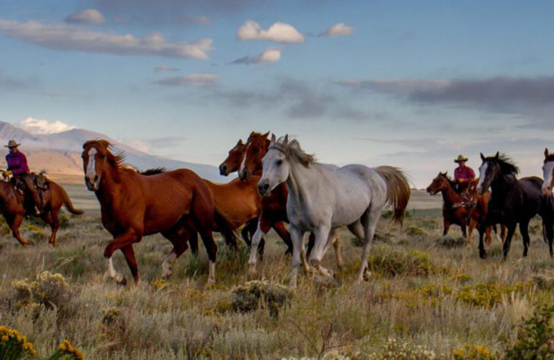 Horses at Music Meadows Ranch.