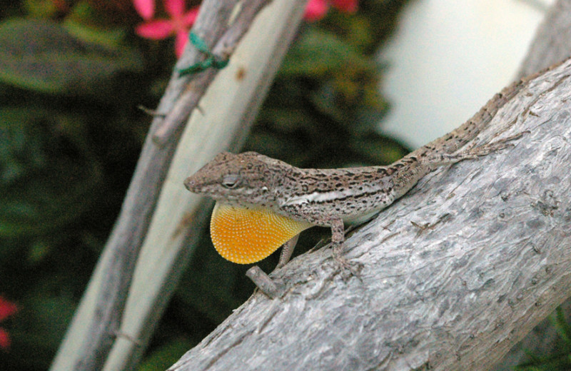 Lizard at Three Dolphins.
