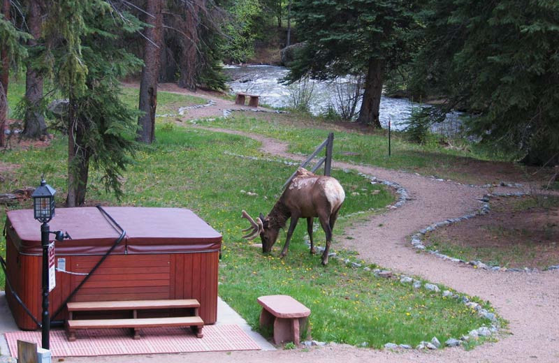 Elk at The Evergreens On Fall River.