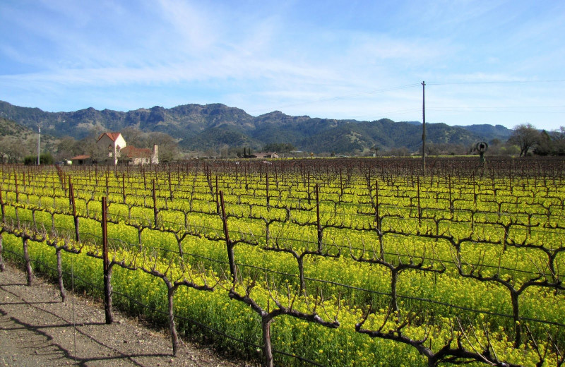 Vineyard near Mount View Hotel & Spa.