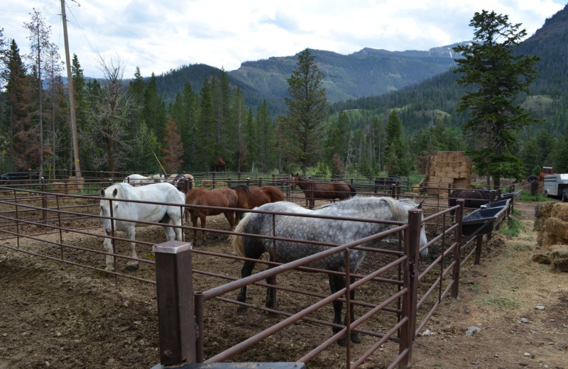 Horses at Shoshone Lodge & Guest Ranch.