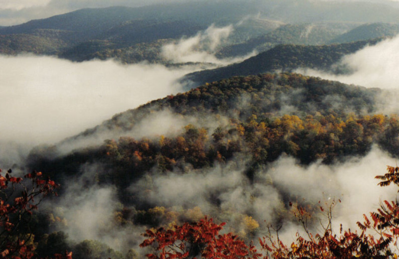 Enjoy the West Virginia's scenic forests and mountains by Cheats River Lodge.