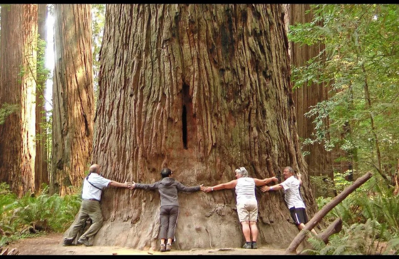 Redwood forest near Redwood Oceanfront Resort LLC.