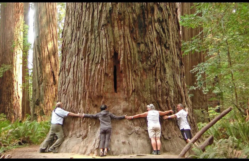 Redwood forest near Redwood Oceanfront Resort LLC.