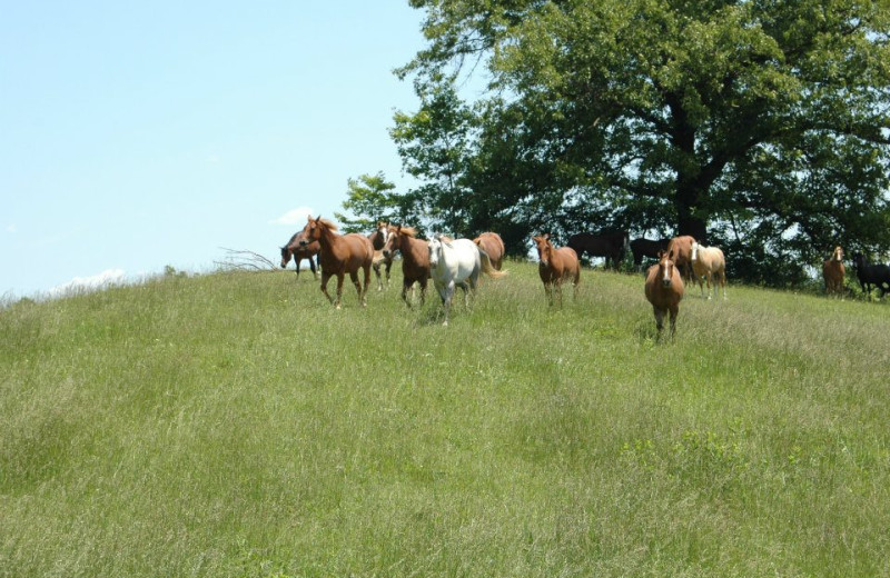 Horses at Guggisberg Swiss Inn/Amish Country Riding Stables.