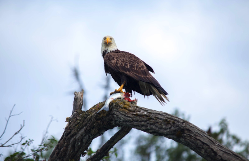 Eagle at Alaskan Fishing Adventures.