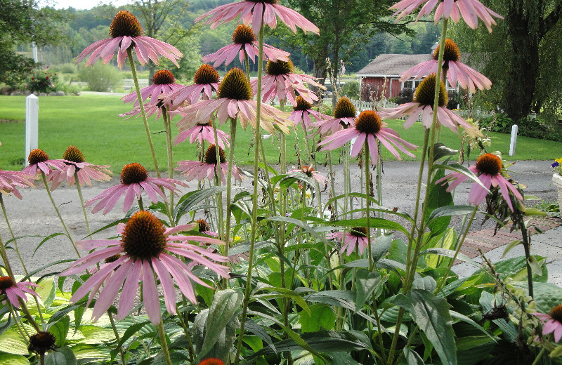 Flowers at Fieldstone Farm.