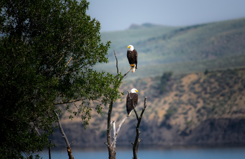 Eagles at Balch Hotel.