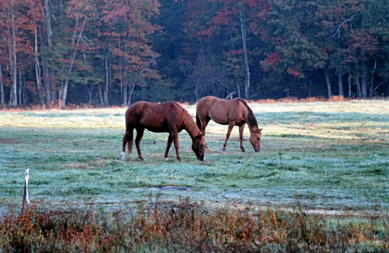 Horse Pasture at Malibu Dude Ranch