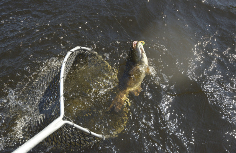 Netting a fish at Elk Lake Wilderness Resort.