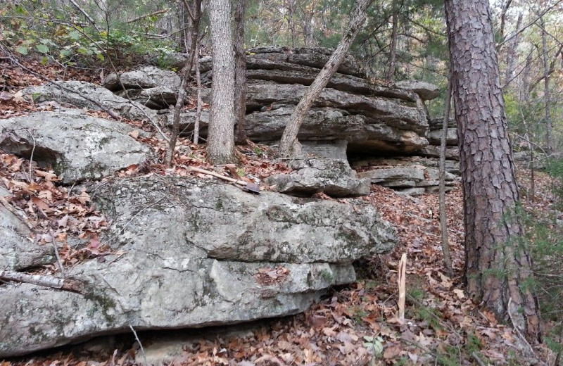 Woods at Pine Ridge Log Cabins