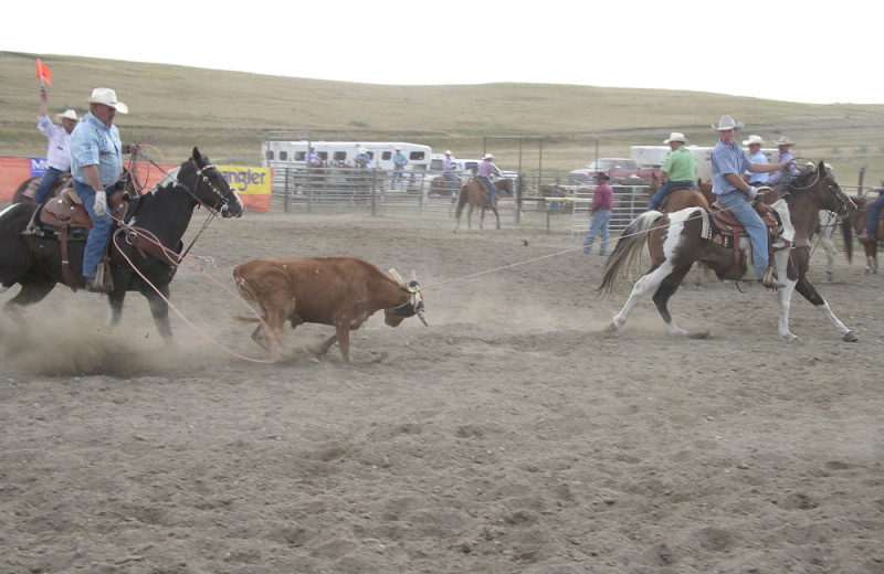 Buffalo Gap Guest Ranch and Trailhead (Medora, ND) Resort Reviews