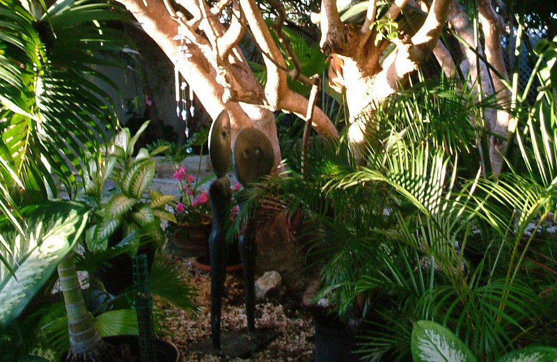 Garden at Three Dolphins.