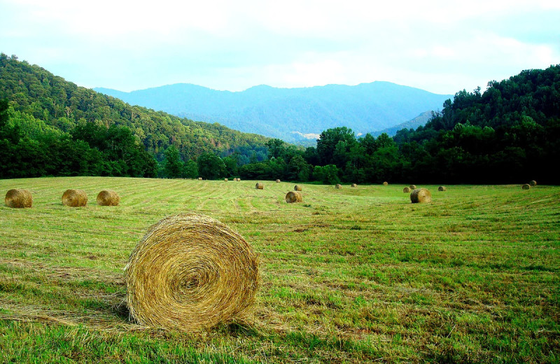 Grounds at Compassionate Expressions Mountain Inn 