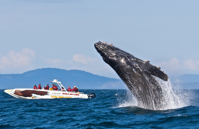 Whale watching near Humboldt House Bed and Breakfast.