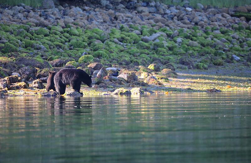 Black bear at Tofino Lodge.