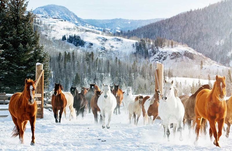 Horses at Vista Verde Ranch.