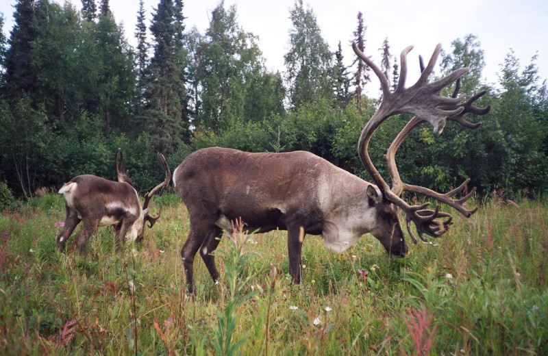 Elk at All Alaska Outdoors Lodge.