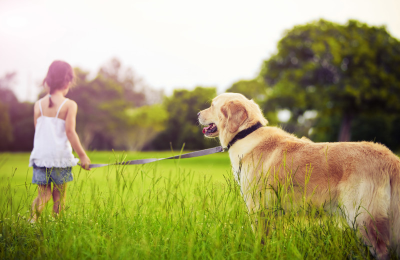 Pets welcome at Swiss Alps Inn.