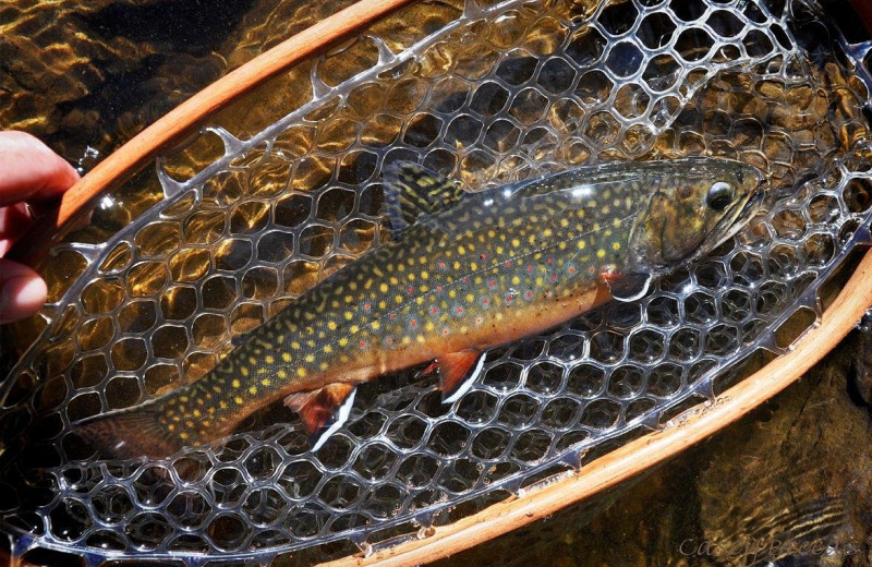 Fishing at Grant's Camps.