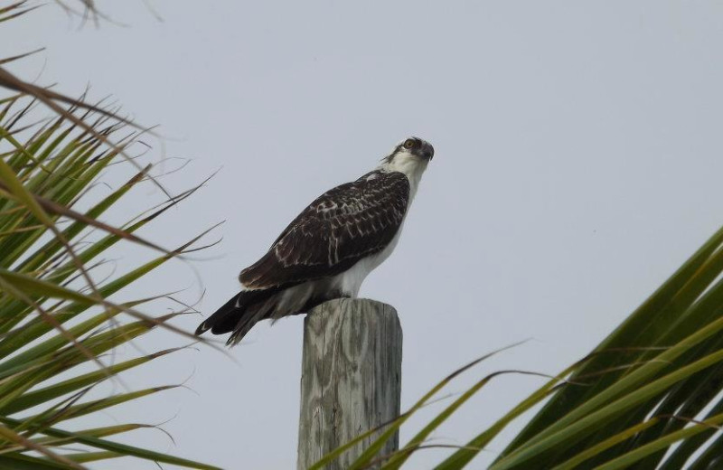 Wildlife seen at Coral Bay Resort.