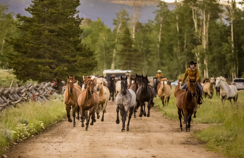 Horses at Rawah Guest Ranch.