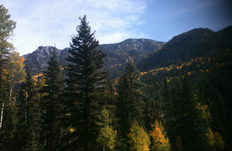 Mountains and trees at Lone Wolf Cabins and Getaway.