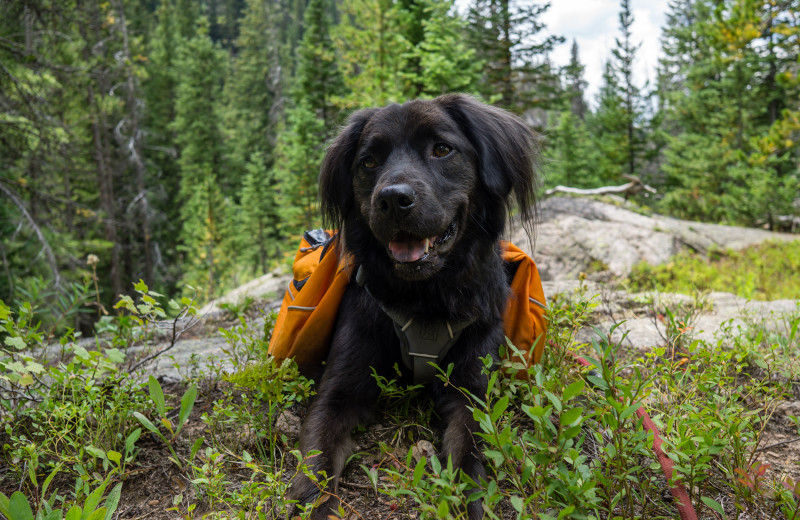 Pets welcome at Vail's Mountain Haus.