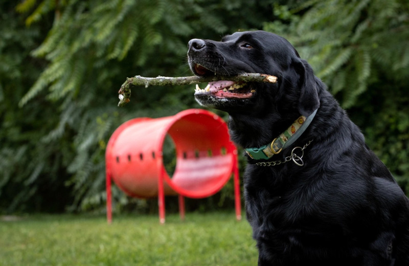 Pets welcome at Yogi Bear's Jellystone Maryland.