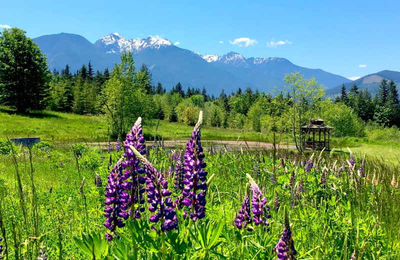 Mountains at Olympic View Cabins.