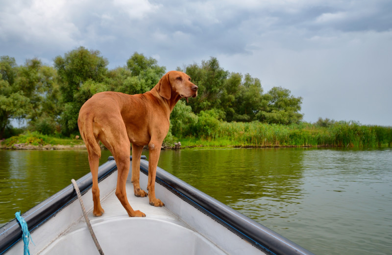 Pets welcome at High Hampton Resort.