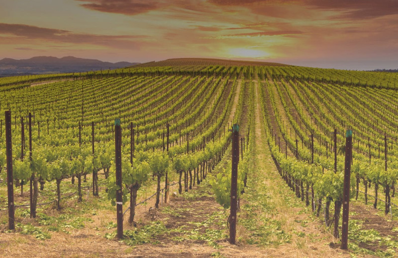 Vineyard at Woodfield Properties.