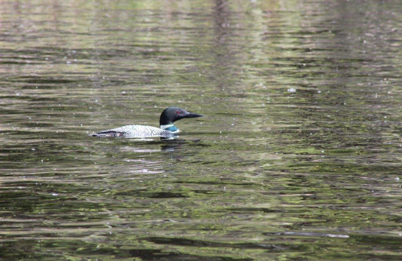 Loon at North Country Inn.