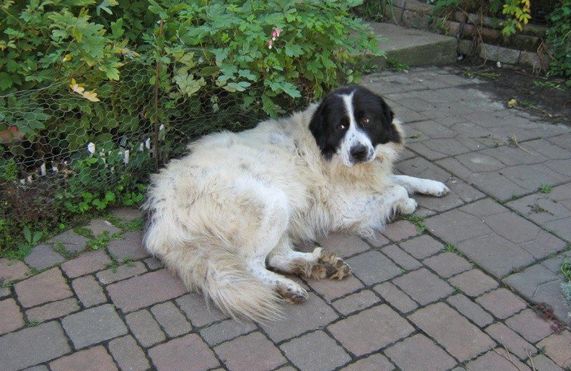 Farm dog at Country Haven B&B.