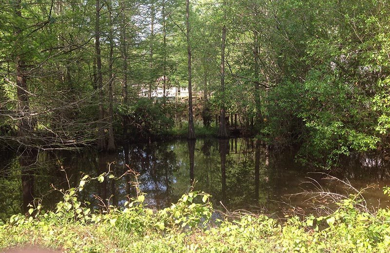 Scenic view at Berry Creek Cabins.