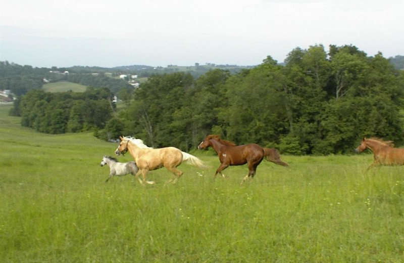 Horses at Guggisberg Swiss Inn/Amish Country Riding Stables.