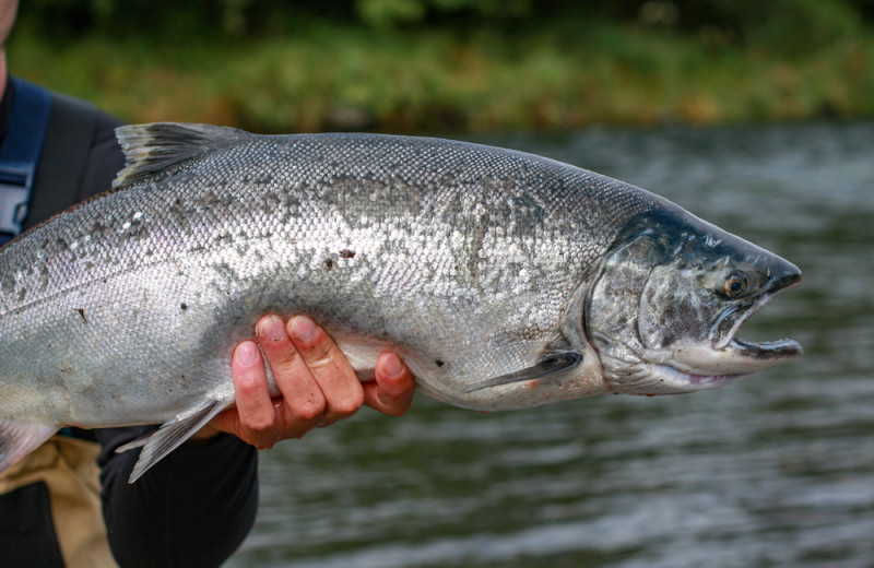 Fishing at Salmon Catcher Lodge.