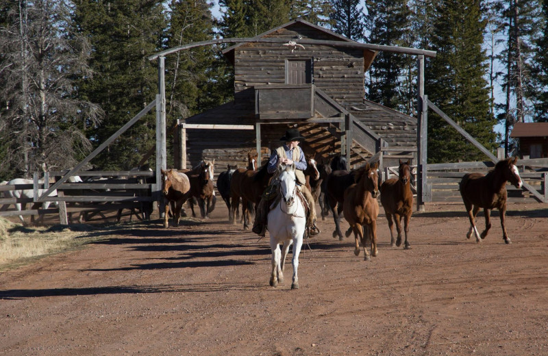 Ranch activities at Latigo Ranch