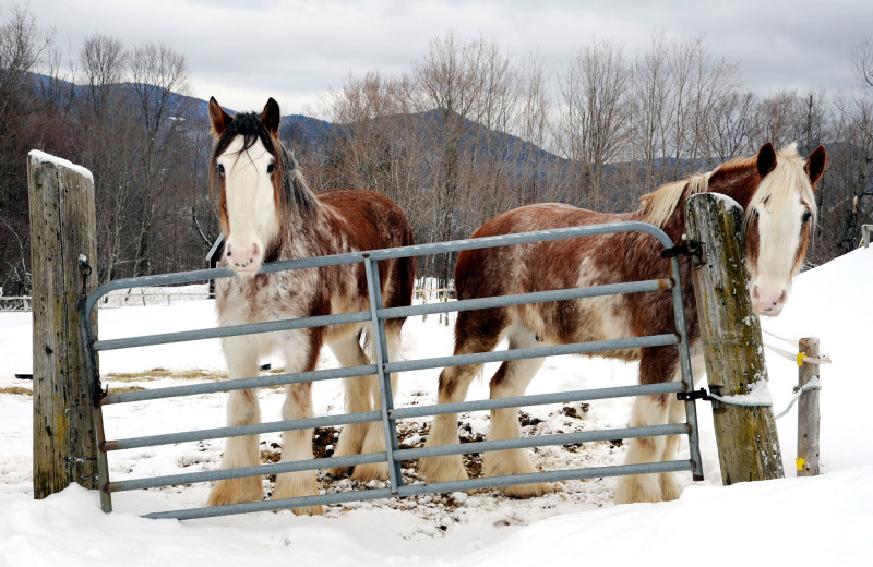 Horses at The Mountain Top Inn & Resort.