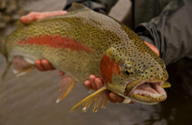 Fishing at Summit Lake Lodge.