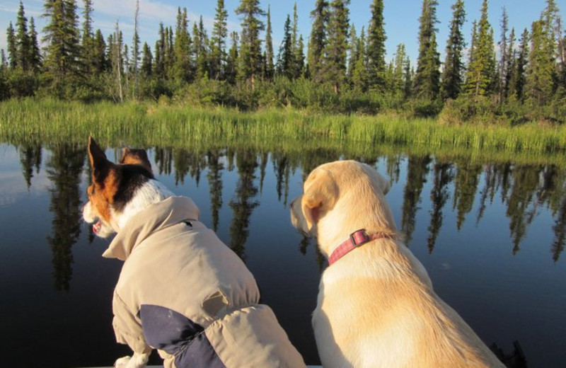 Pets welcome at Wolf Lake Lodge.