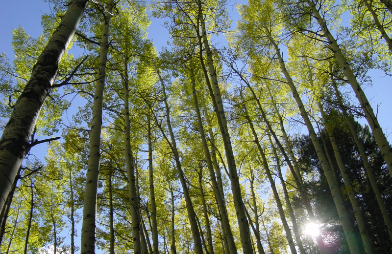 Forest at Sun Vail Condominiums.